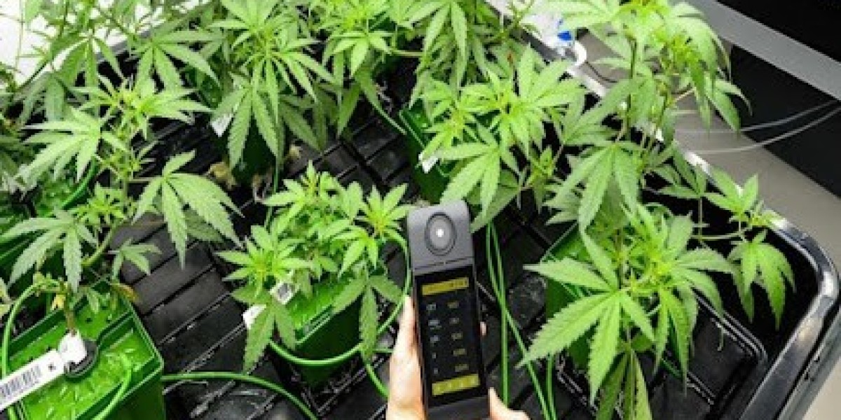 CBD Limoges : Votre Alliée Bien-Être au Cœur de la Porcelaine