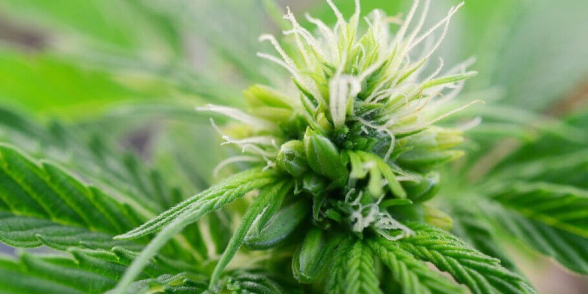 How to Dose Medical Cannabis Safely