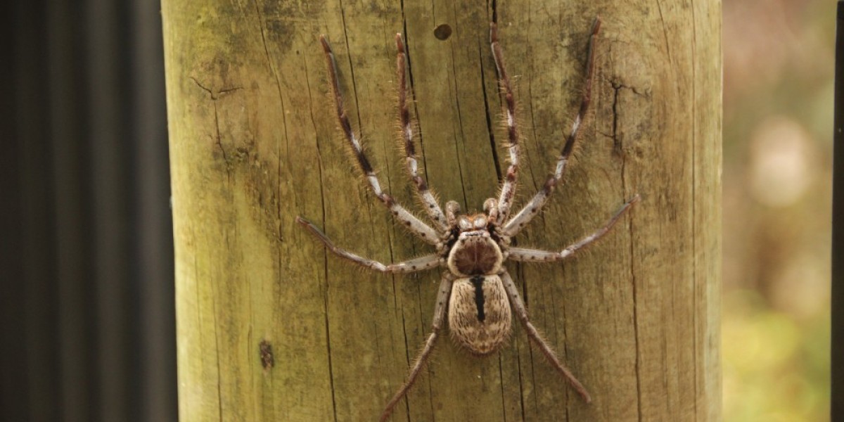 How to Get Rid of Spiders Naturally in Toronto