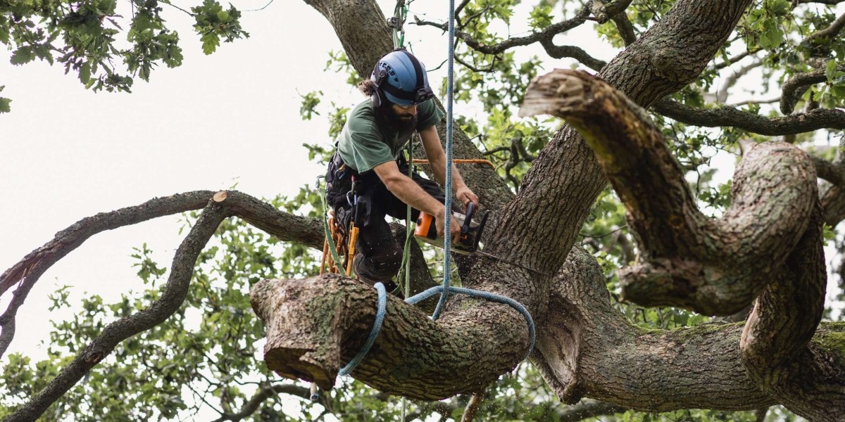 Tree Surgeon Blackpool: Expert Tree Care Services