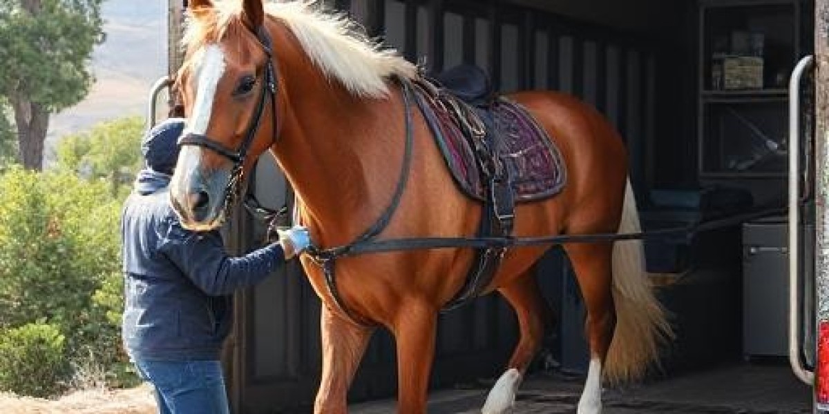 Horse Transport: Safe and Comfortable Journeys for Horses