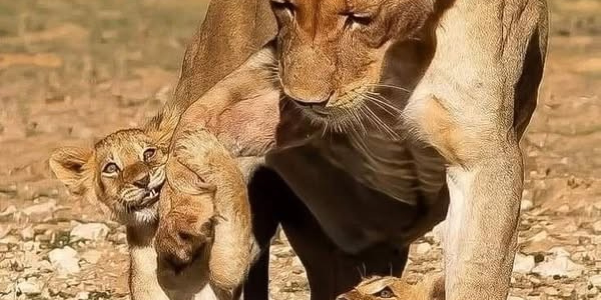 Thursday open up thread: What is a single factor the Lions are unable to do inside of the 2022 NFL Draft?