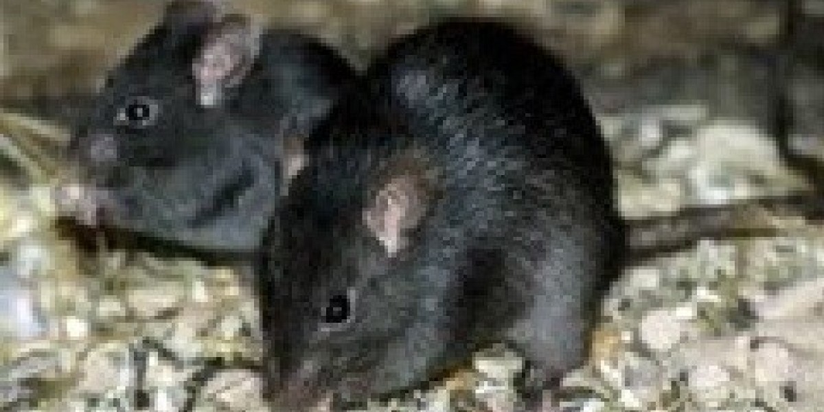 Effective Rat Removal Melbourne Prices and Pest Control Solutions