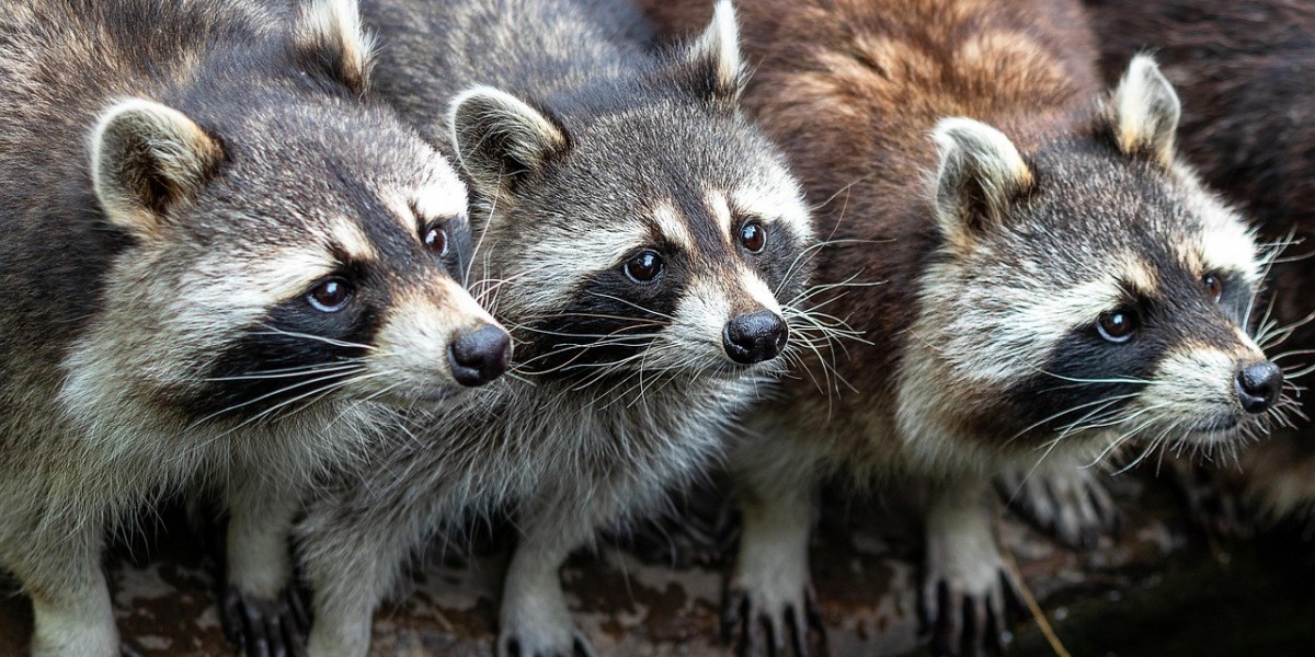Exterminator for Squirrels in Attic  Protect Your Home from Wildlife Damage