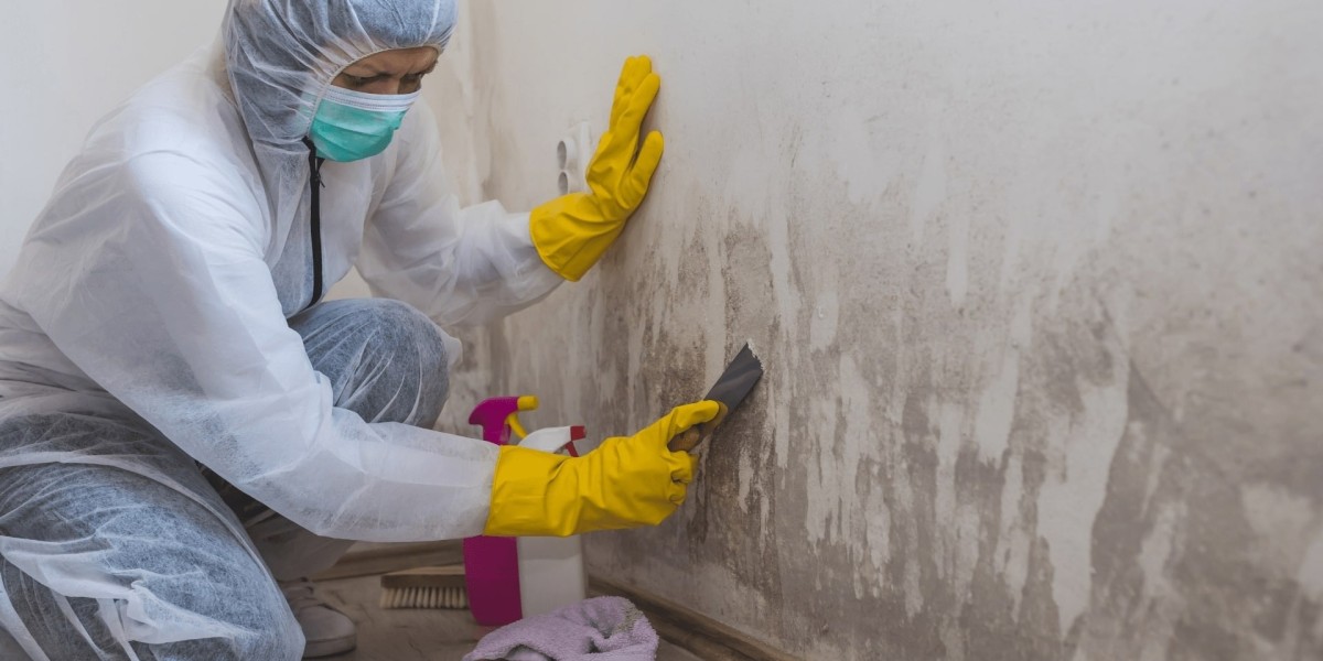 Why Professional Mold Removal Services Are Essential for a Healthy Home
